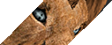 Kiwron Tirladdik